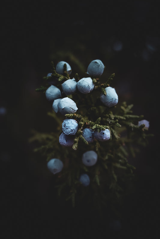 Social Media Packages